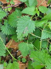 Agromyza pseudoreptans