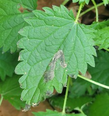 Agromyza pseudoreptans