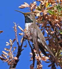 Oreotrochilus estella