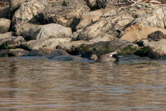 Mareca strepera strepera