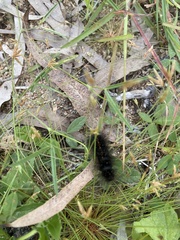 Creatonotos transiens