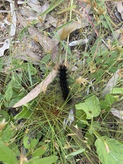 Creatonotos transiens