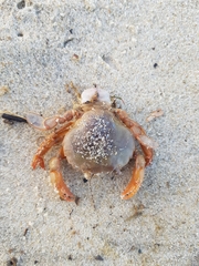 Polybius henslowii