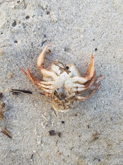 Polybius henslowii