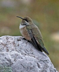 Oreotrochilus estella