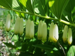 Polygonatum odoratum
