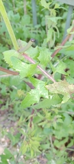 Sonchus oleraceus