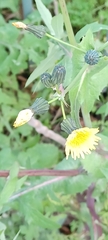 Sonchus oleraceus