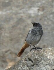Phoenicurus ochruros gibraltariensis