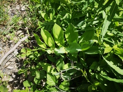 Polygonatum odoratum