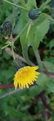 Sonchus oleraceus