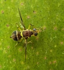 Bactrocera