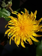 Sonchus tenerrimus