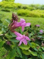 Suessenguthia multisetosa