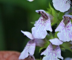 Stachys tenuifolia