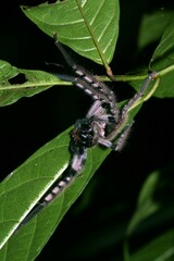 Rhitymna pinangensis