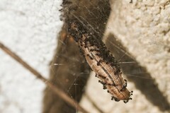 Monomorium monomorium