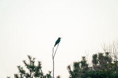 Corvus macrorhynchos japonensis