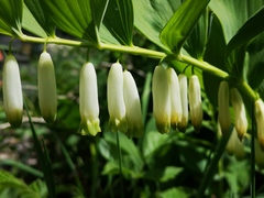Polygonatum odoratum