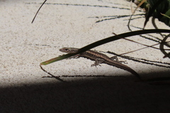 Cryptoblepharus pannosus