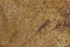Cryptoblepharus cygnatus