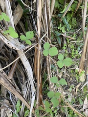 Rhynchosia volubilis