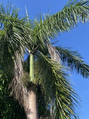 Roystonea borinquena