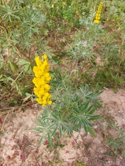 Lupinus luteus