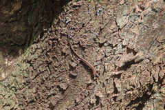 Cryptoblepharus cygnatus