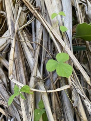 Rhynchosia volubilis