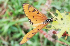 Acraea terpsicore