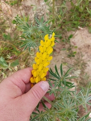Lupinus luteus