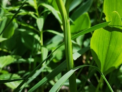 Polygonatum odoratum