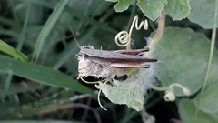 Amblytropidia australis