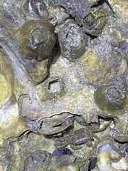 Metopograpsus