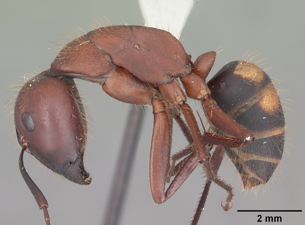 Sandhill Carpenter ant