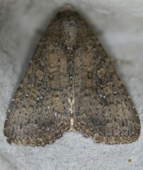 Condica sutor