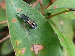 Ropalidia sumatrae