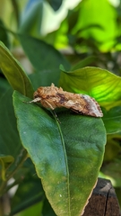 Spodoptera cosmioides