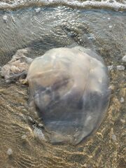Rhopilema hispidum