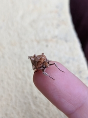 Spodoptera cosmioides