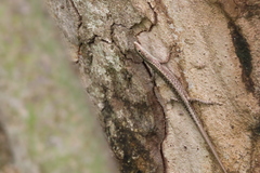 Cryptoblepharus cygnatus