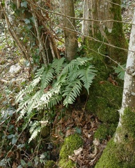 Polypodium interjectum