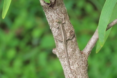 Cryptoblepharus
