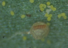 Polypodium interjectum