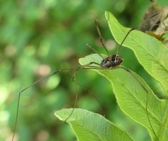 Phalangium opilio