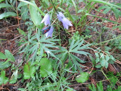 Zygaena filipendulae