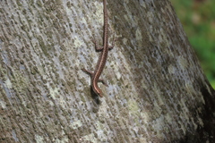 Cryptoblepharus