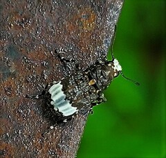 Eurymycter tricarinatus