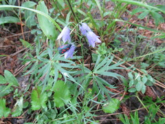 Zygaena filipendulae